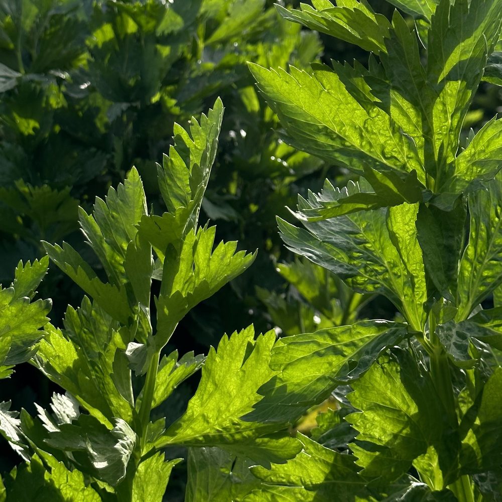 Sunlit organic celery leaves growing at Techno Farm