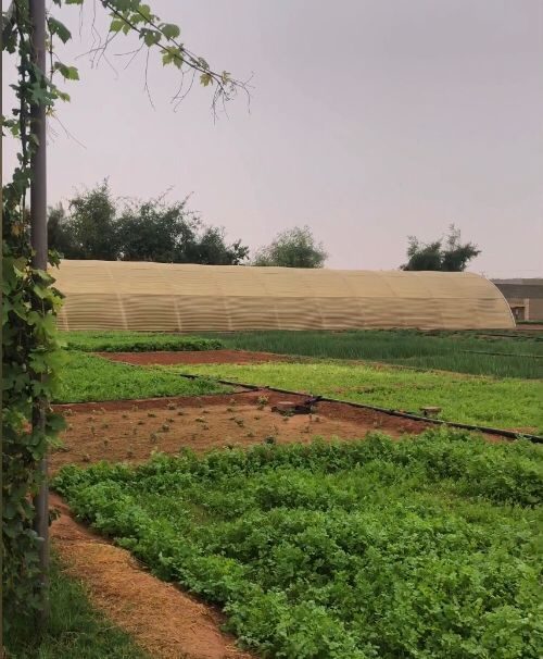 Greenhouse and open plots at the farm in Riyadh