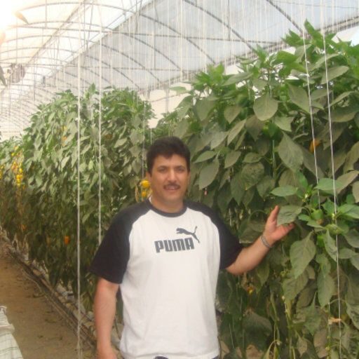 Dr. Saad Farhan Alshammary inspecting pepper plants inside a farm greenhouse