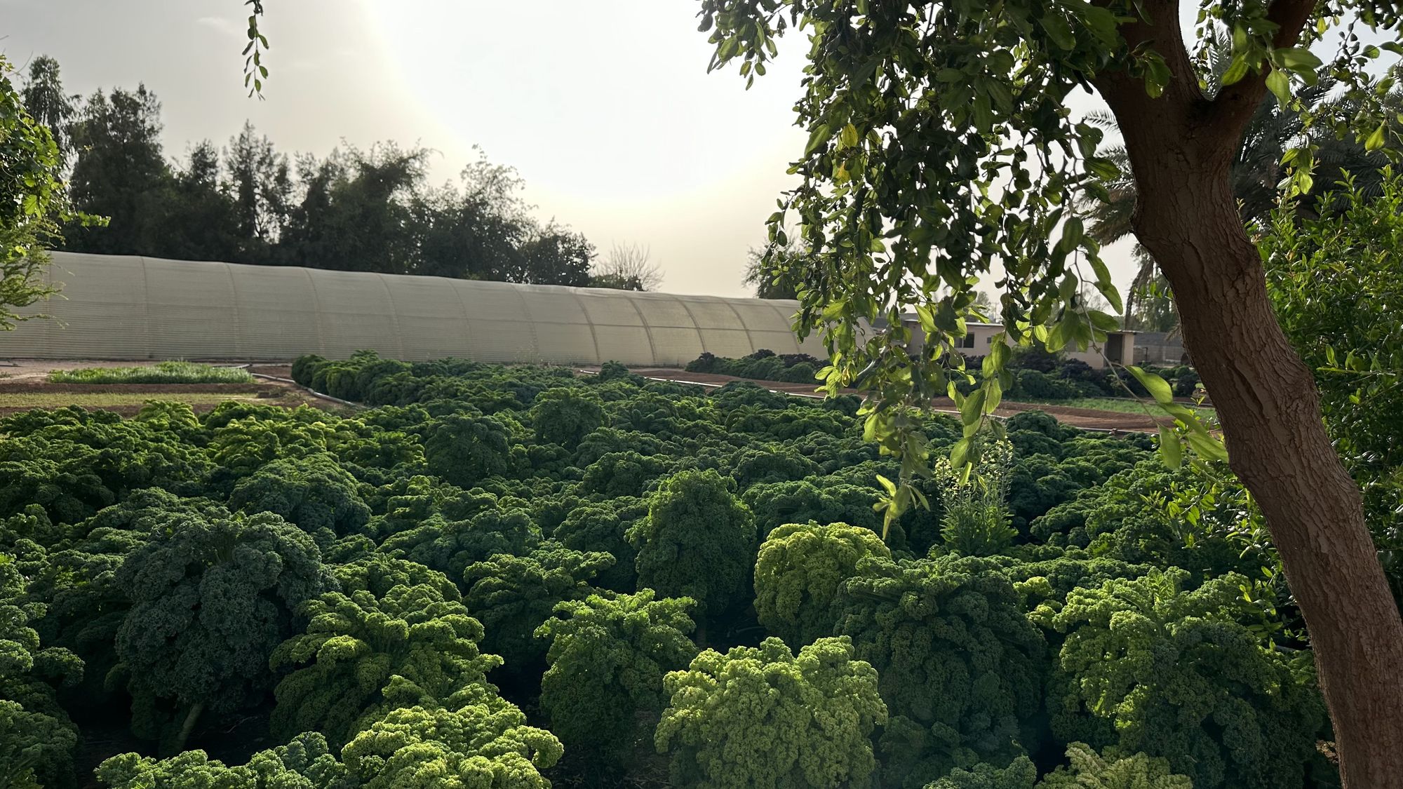 Organic kale growing on open plots at Techno Farm in Riyadh, with a greenhouse tunnel behind