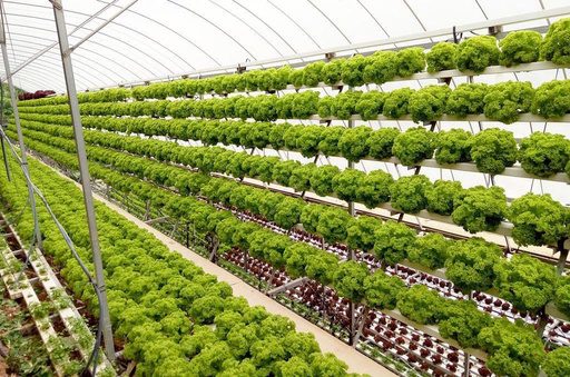 Lettuce growing in tiered greenhouse rows